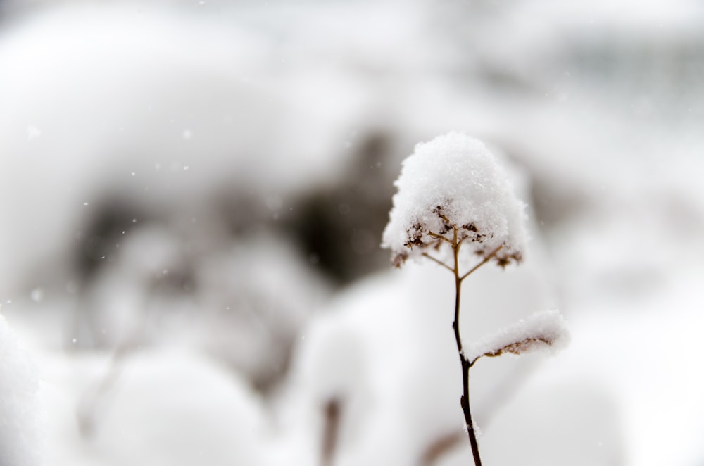 closeup photo of flower covered in snow