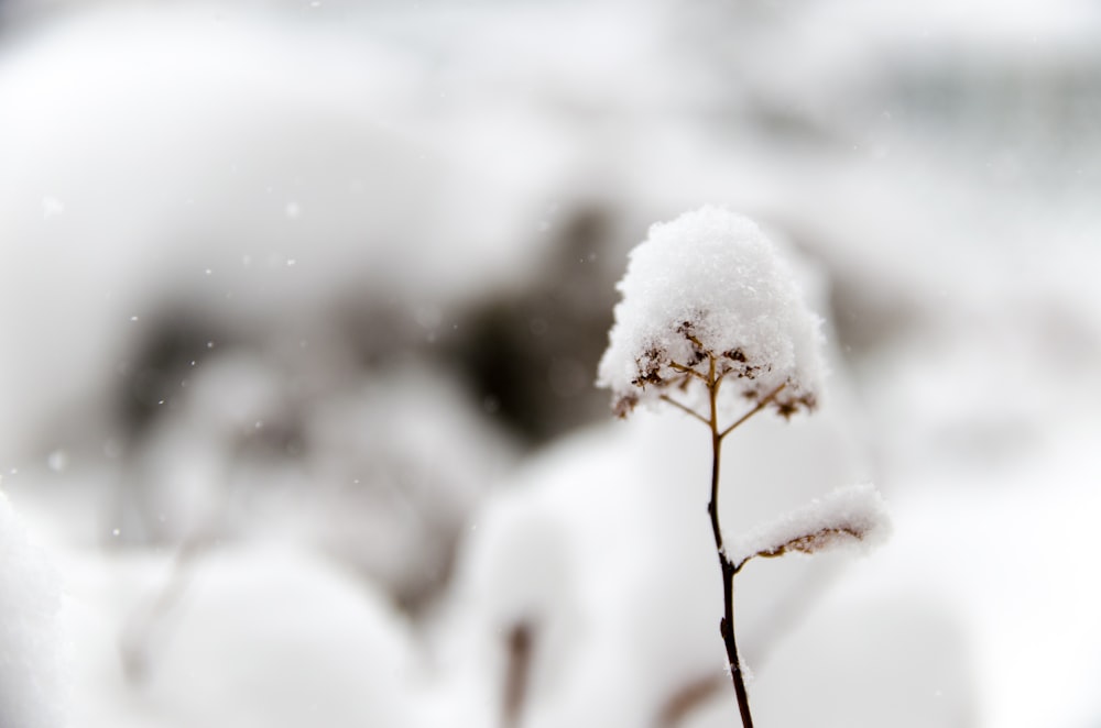 Foto de primer plano de flor cubierta de nieve