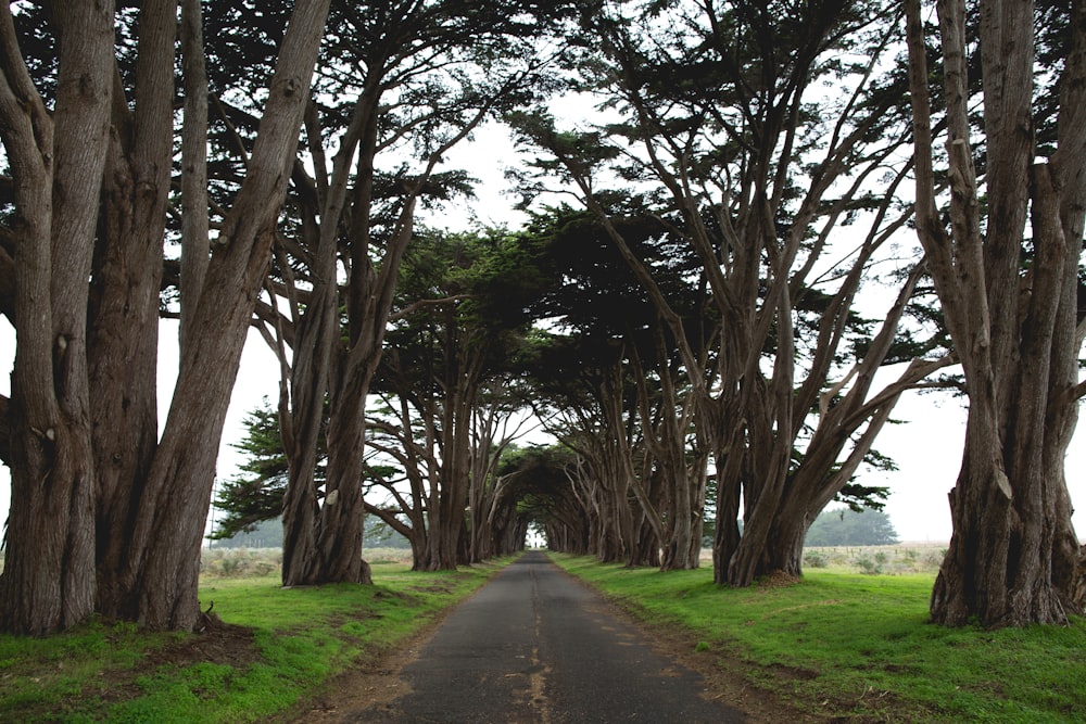 gray concrete road near brown trees