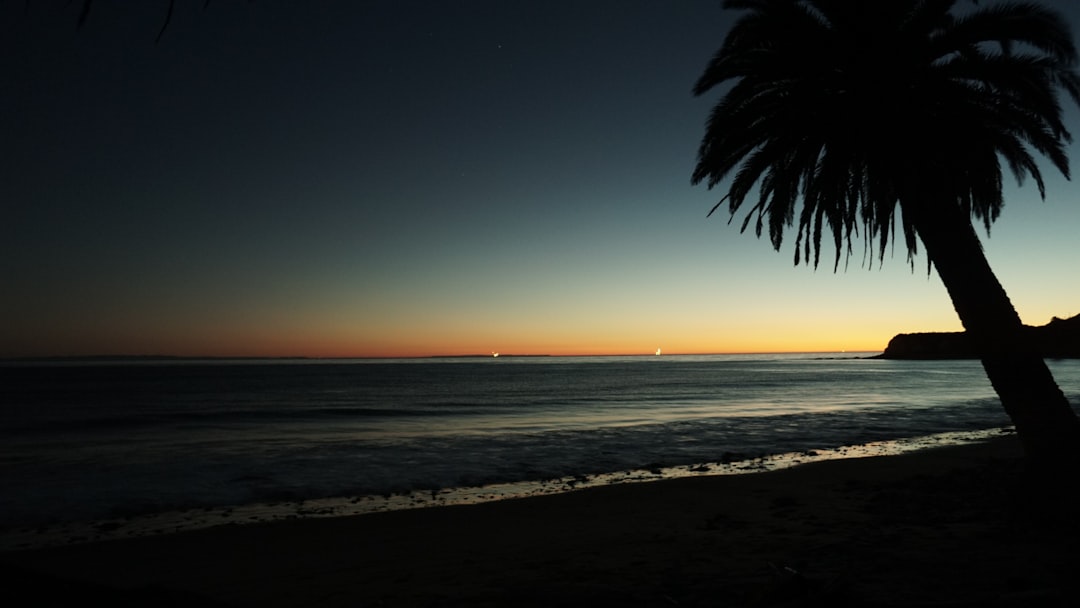 silhouette of tree near ocean