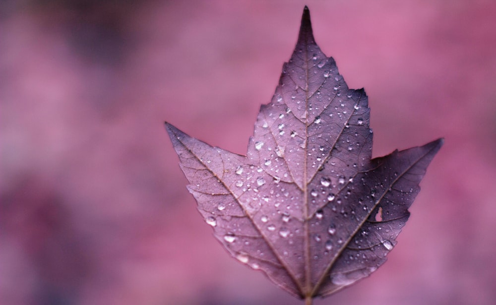 purple leaf