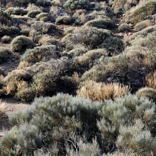 A dry, rugged landscape featuring dense, bushy shrubs scattered across rocky terrain. The plants appear to be adapted to arid conditions, with a mix of green and brown foliage indicating varying stages of vegetation growth.