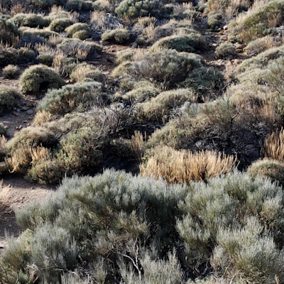 A dry, rugged landscape featuring dense, bushy shrubs scattered across rocky terrain. The plants appear to be adapted to arid conditions, with a mix of green and brown foliage indicating varying stages of vegetation growth.
