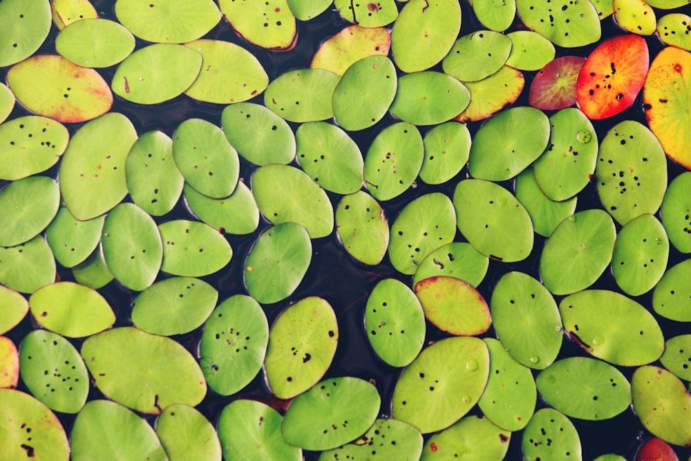 green leaves on body of water