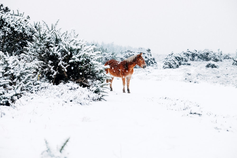 茶色の馬が立っている雪に覆われた土地