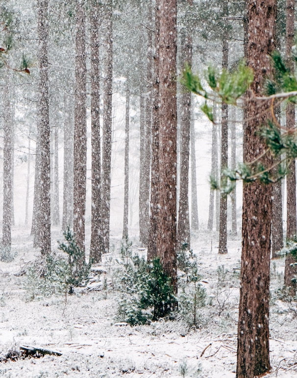 tall pine trees covered with snow during winter