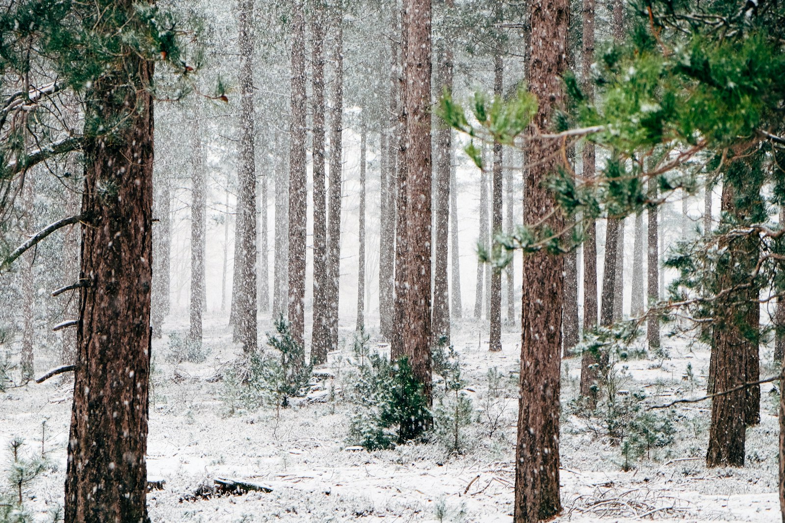 Fujifilm X-T1 + Fujifilm XF 18-55mm F2.8-4 R LM OIS sample photo. Tall pine trees covered photography