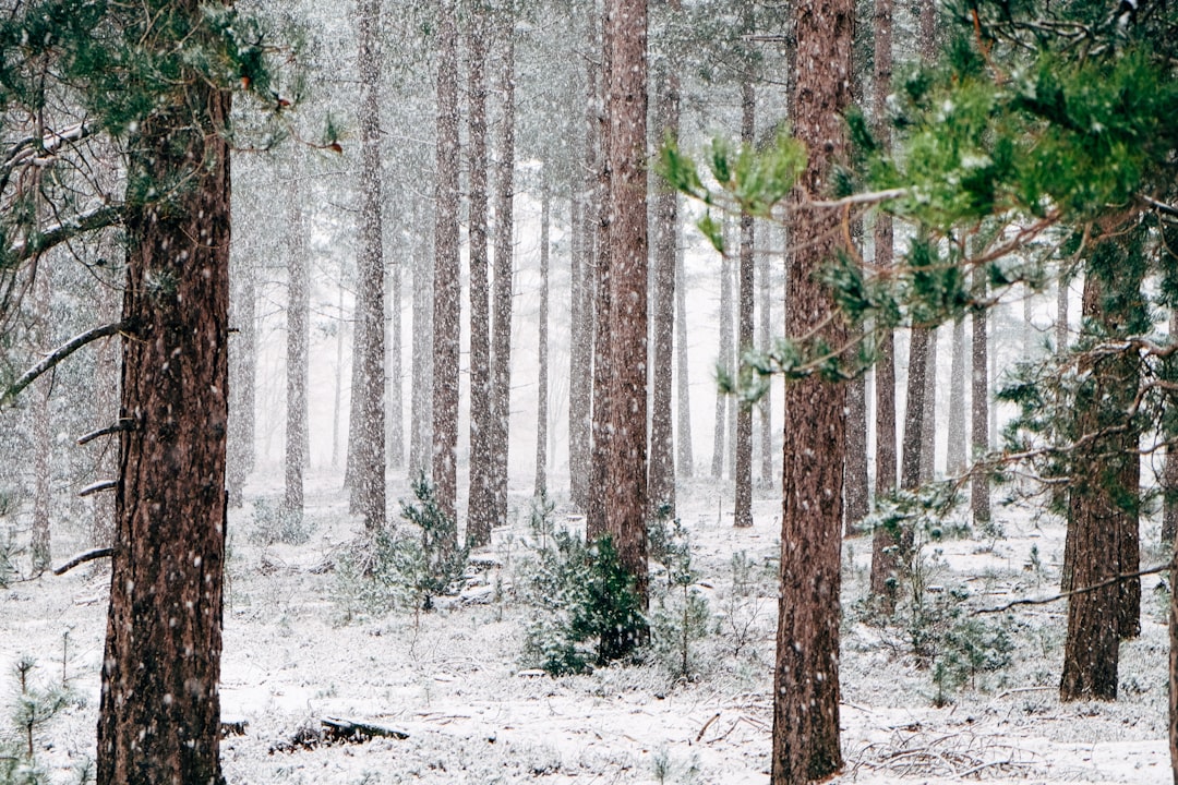tall pine trees covered with snow during winter, Snow falling in a forest