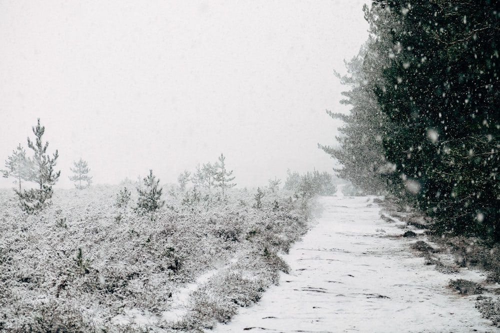 árvores cobertas de neve