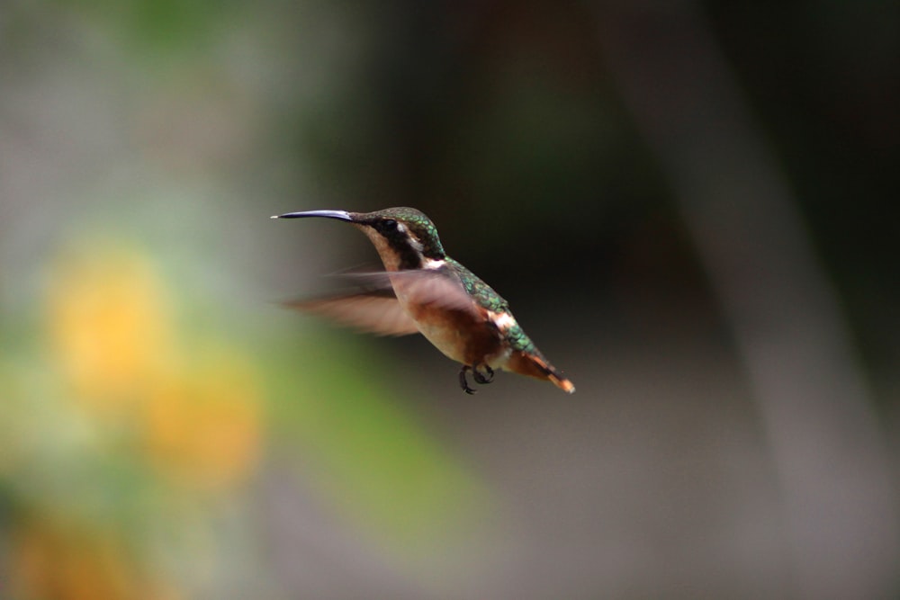 brown and green hummingbird flying macro photography