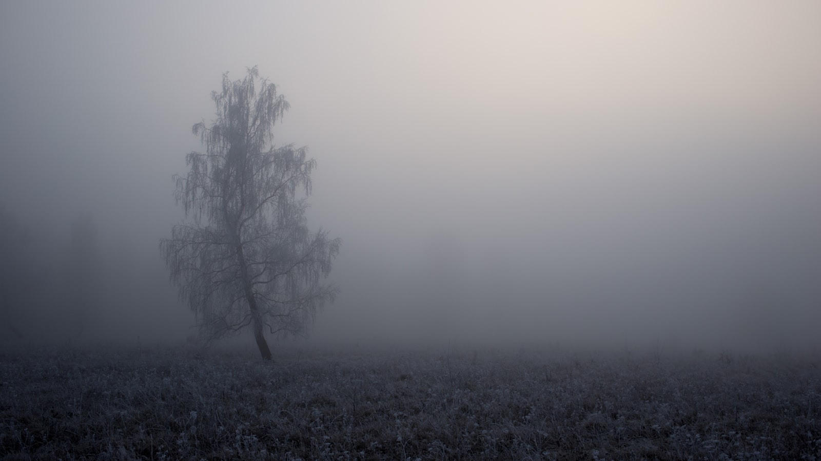 Canon EOS 6D + Canon EF 40mm F2.8 STM sample photo. Tree covered by fog photography