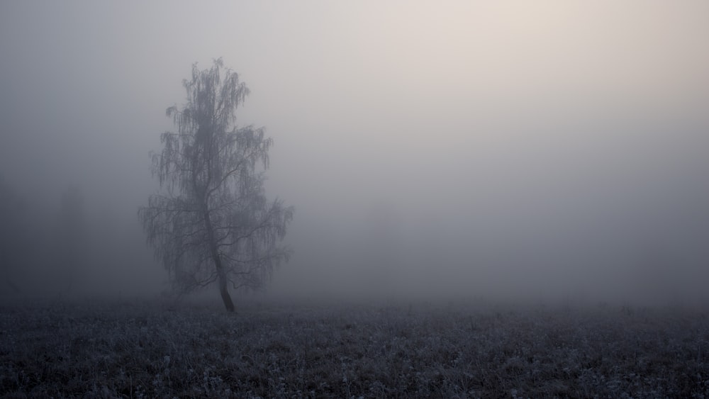 Baum in Nebel gehüllt