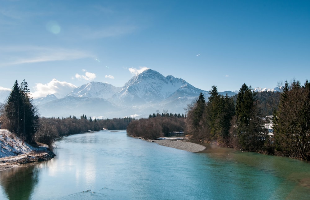 river surrounded by pine trees