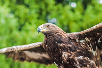 selective focus photography of brown bird spreading its wings