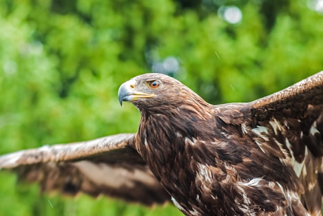 selective focus photography of brown bird spreading its wings