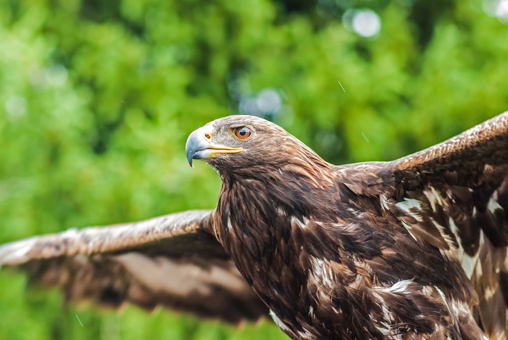 Fotografía de enfoque selectivo de pájaro marrón extendiendo sus alas