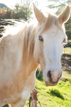 A friendly veterinarian examining a horse outdoors on a sunny day