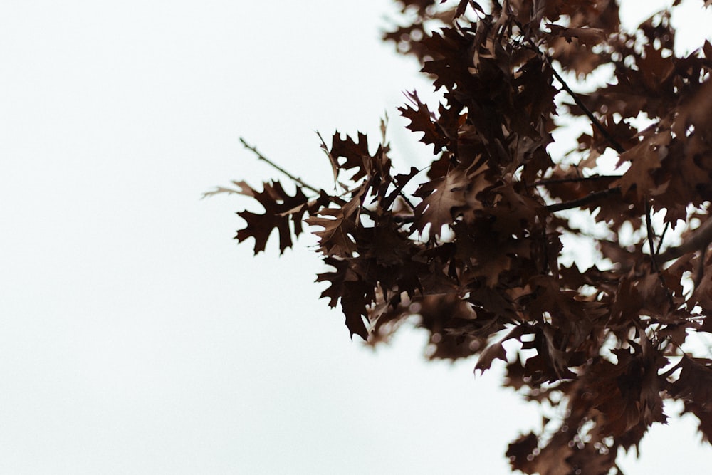 close-up photography of green leafed tree