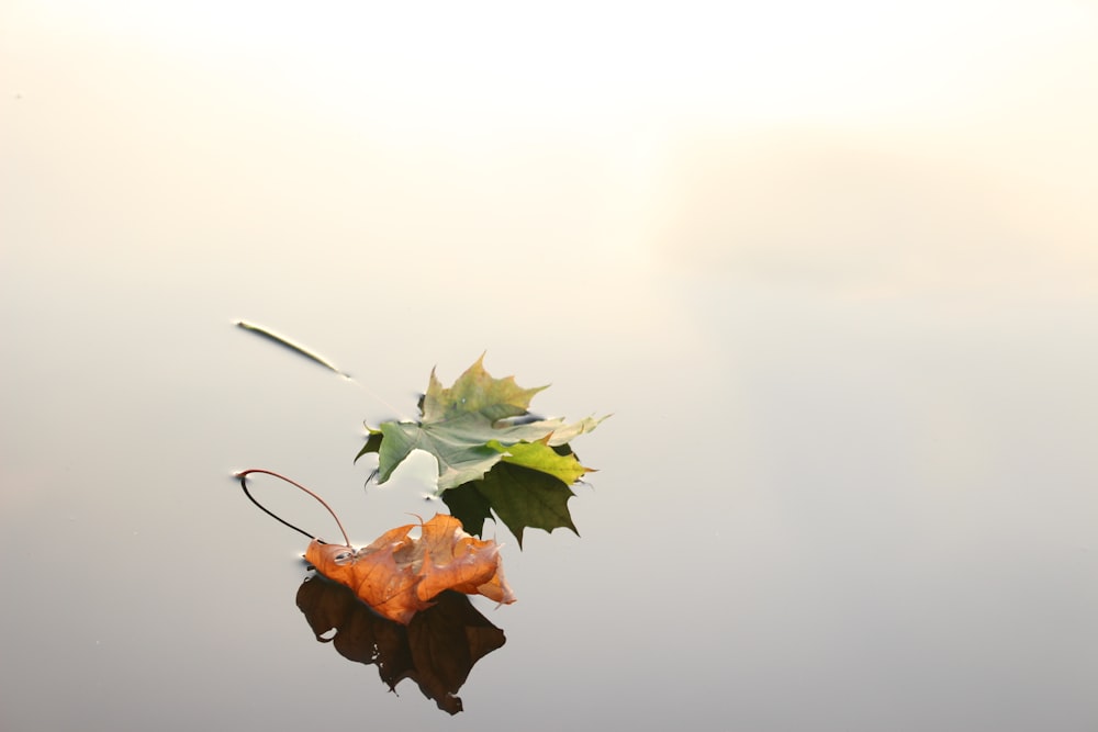 selective focus photo of green and orange maple leaves