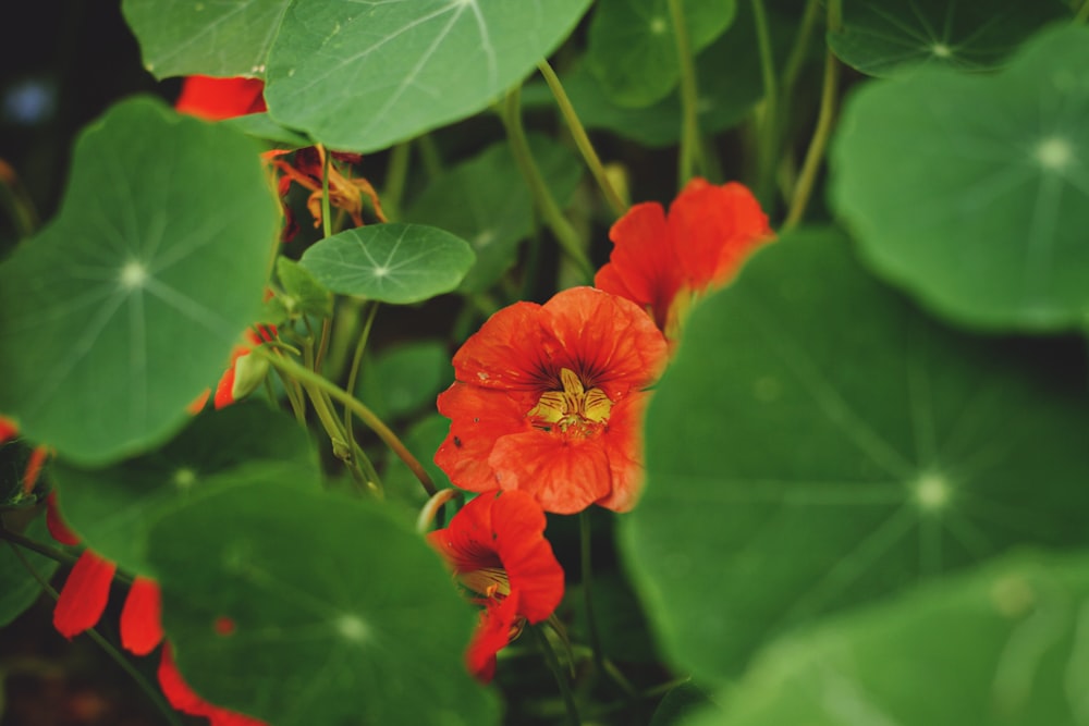 a red flower surrounded by green leaves