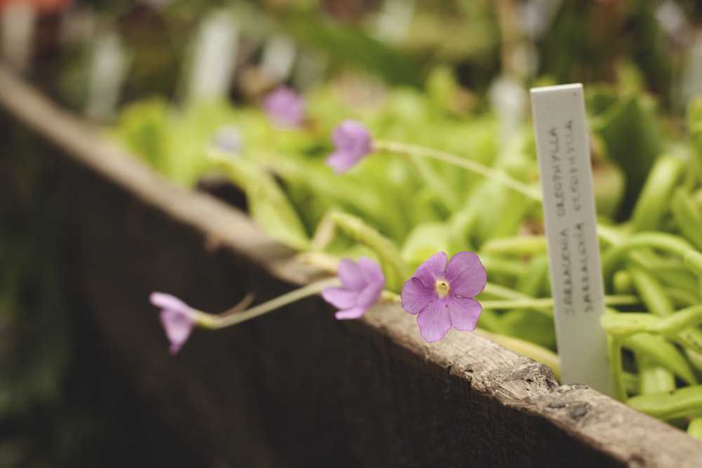 a close up of a plant with purple flowers