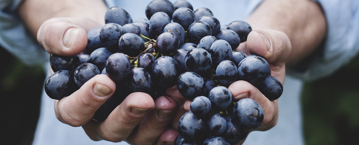 person holding grapes