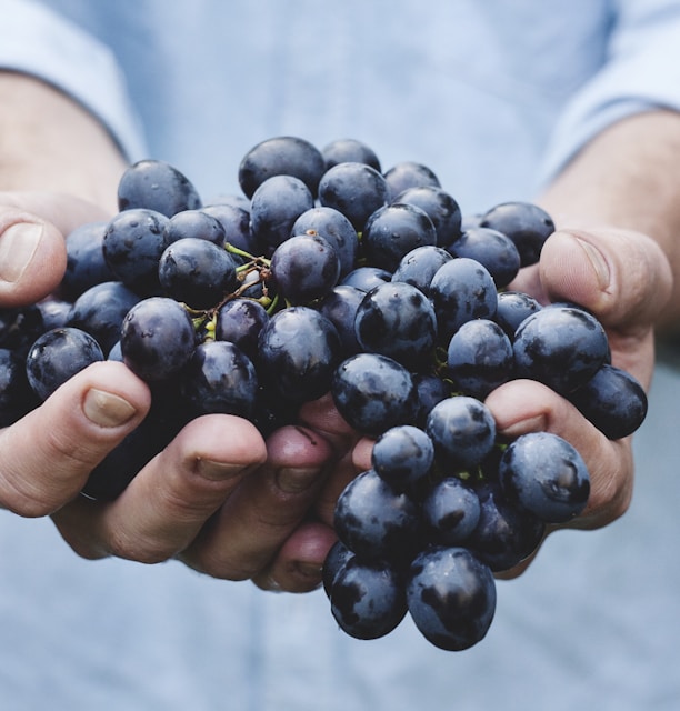 person holding grapes