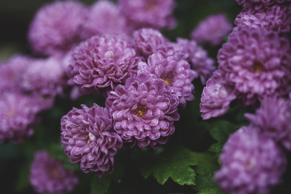 a bunch of purple flowers with green leaves