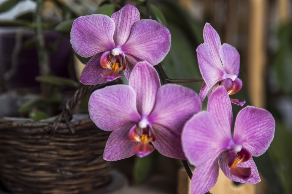 purple moth orchids in brown wicker basket