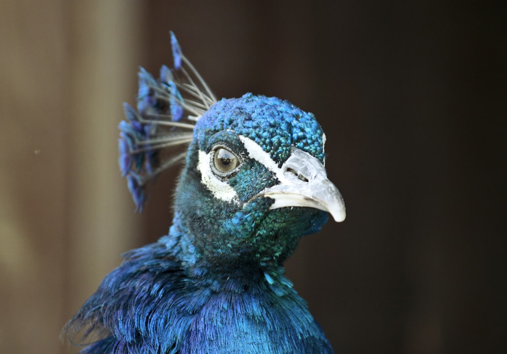 close up photography of peacock