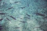 A group of fish swimming in clear, turquoise water. The aquatic environment is serene, with faint shadows cast by the fish on the sandy bottom.
