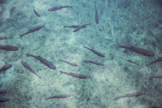 A group of fish swimming in clear, turquoise water. The aquatic environment is serene, with faint shadows cast by the fish on the sandy bottom.