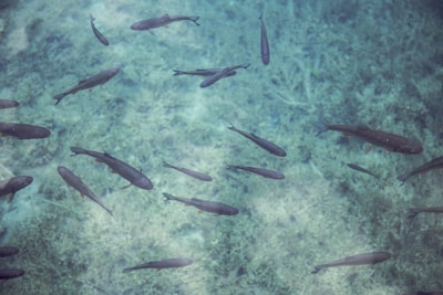 A group of fish swimming in clear, turquoise water. The aquatic environment is serene, with faint shadows cast by the fish on the sandy bottom.