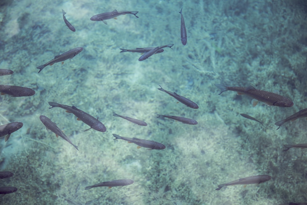 school of black fish