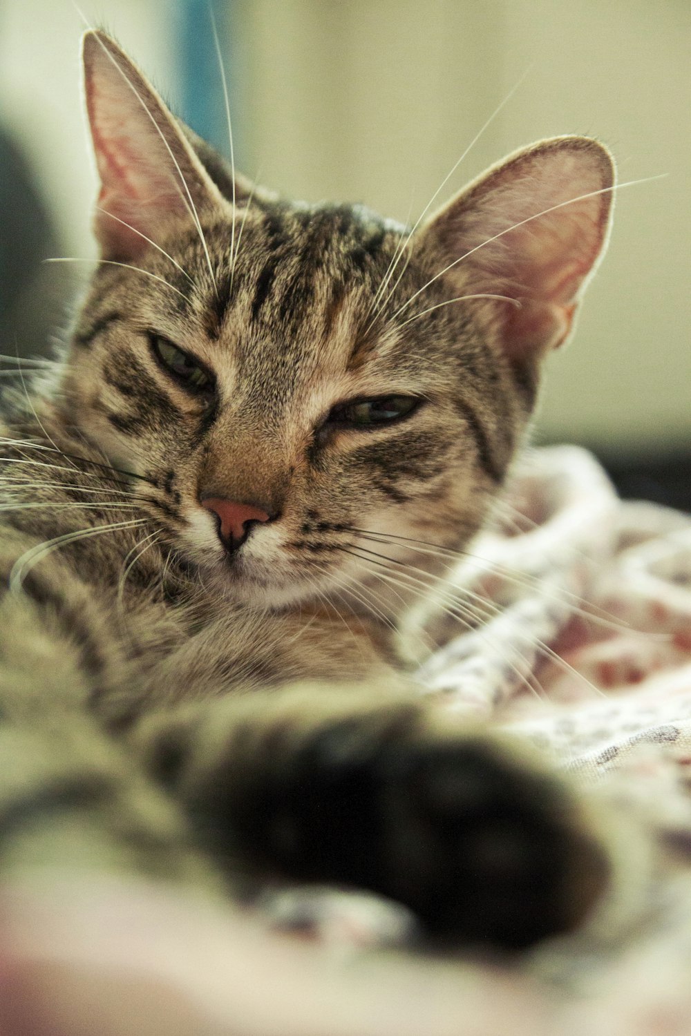 brown tabby cat lying on white and red textile