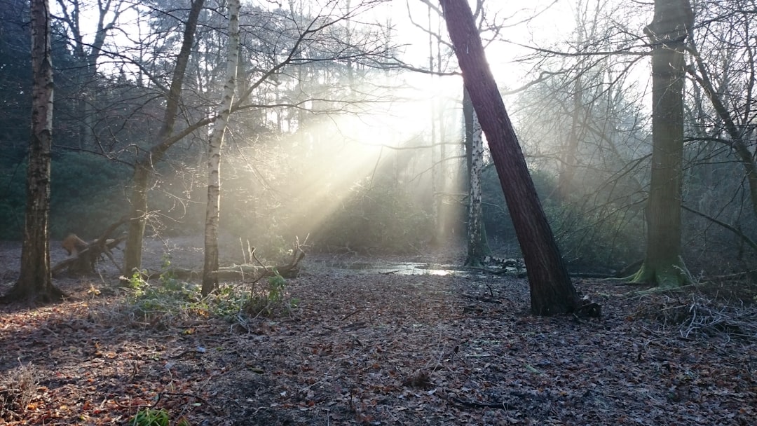 sunlight glowing near forests