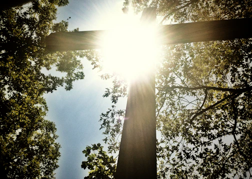 A peaceful outdoor scene with a cross and sunlight filtering through trees.