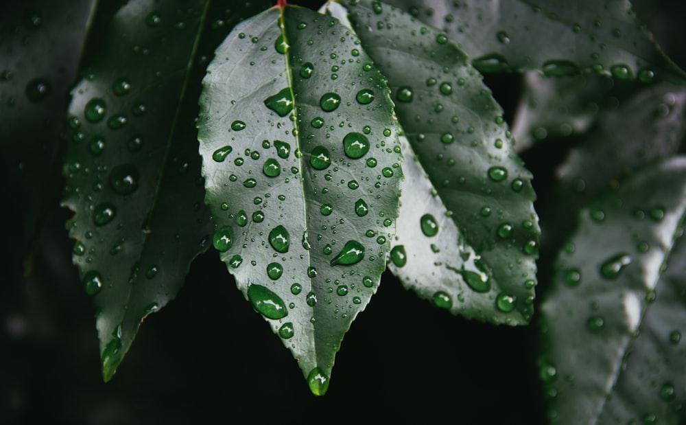 feuille verte avec des gouttes de pluie