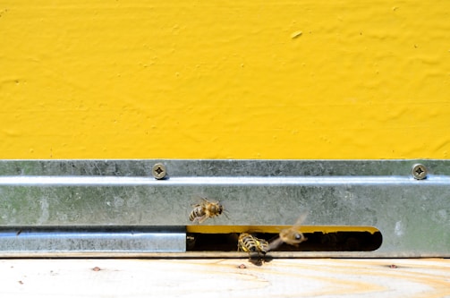 Bees are flying near the entrance of a beehive, which features a bright yellow surface and a metal guard. The bees appear active as they navigate around the hive opening.