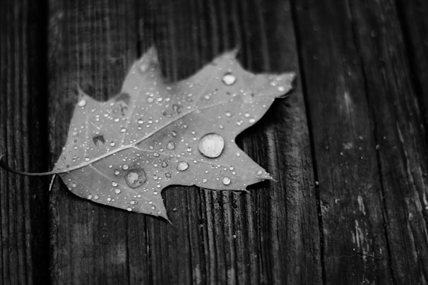 A maple leaf lies on a wooden surface, covered with droplets of water. The image is in black and white, showcasing the texture and details of the leaf and the wooden planks.