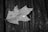 A maple leaf lies on a wooden surface, covered with droplets of water. The image is in black and white, showcasing the texture and details of the leaf and the wooden planks.