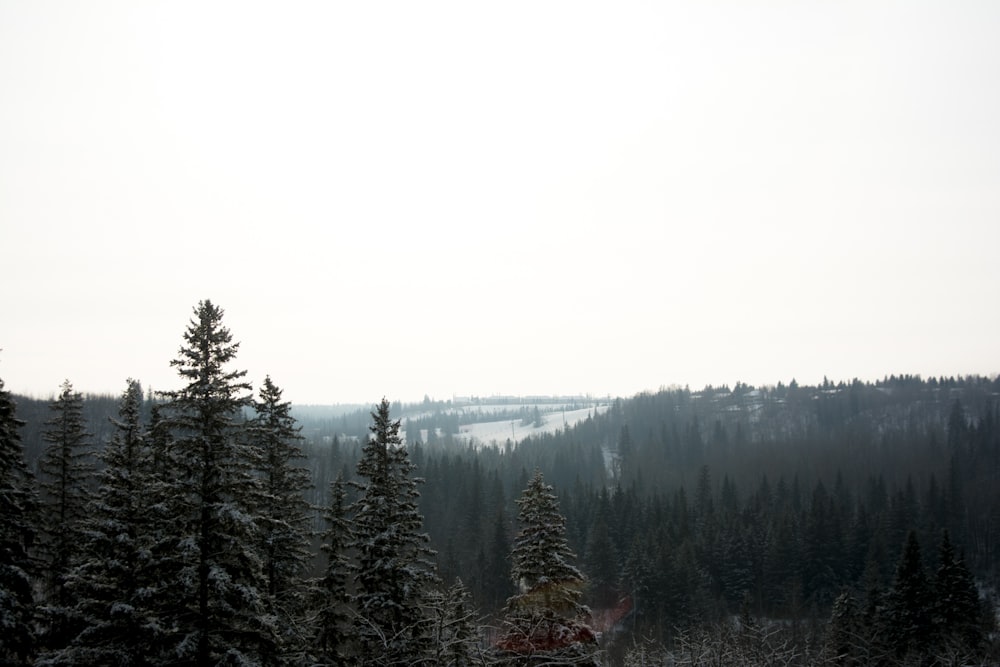 green-leafed trees