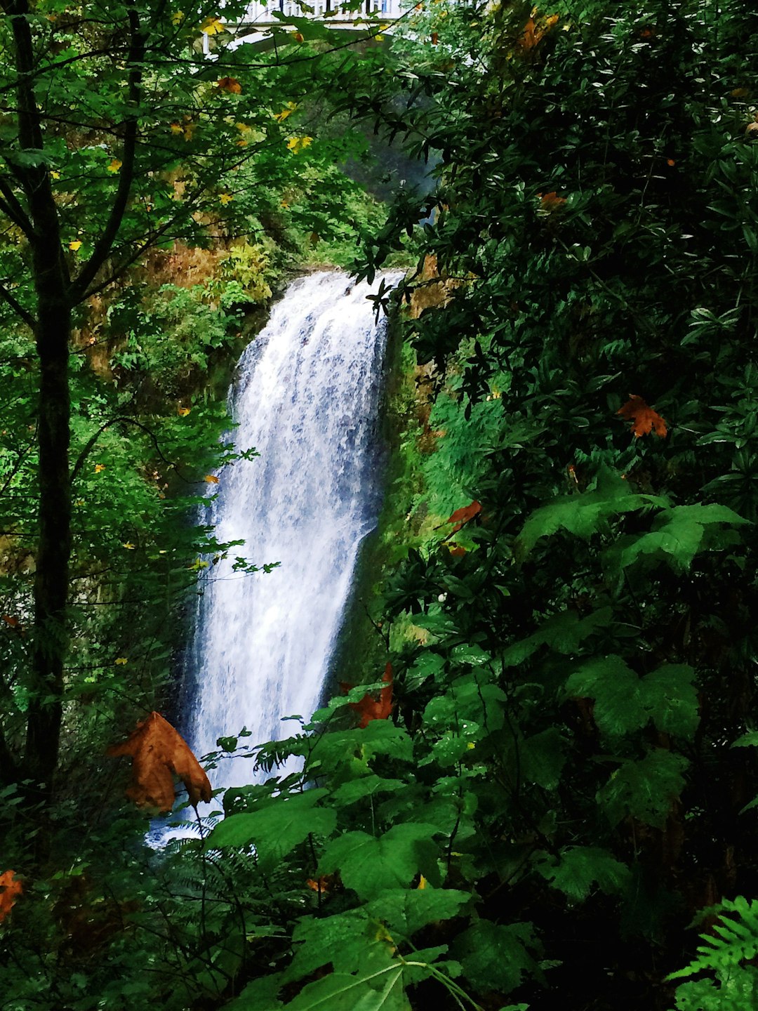 waterfalls in the middle of the forest