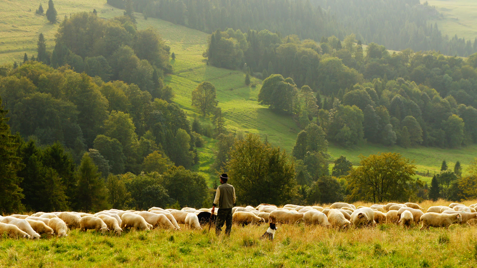 Shepherd and flock on a green hillside