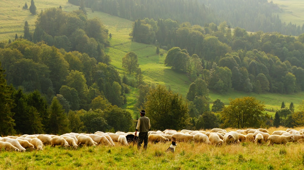 uomo in piedi davanti al gruppo di agnello