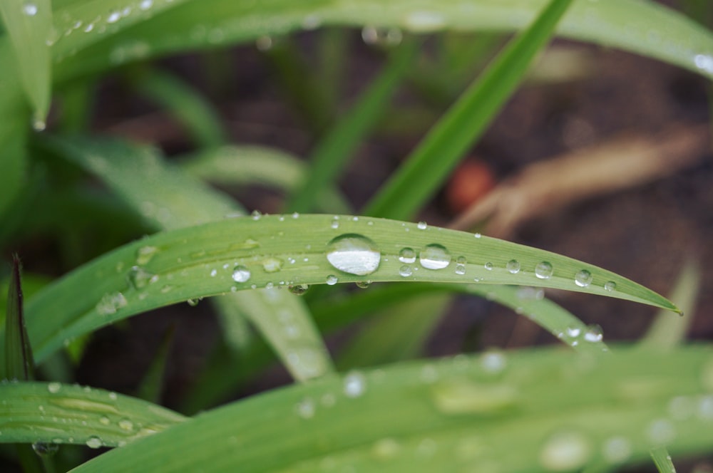 tilt shift lens photography of green leaf with water