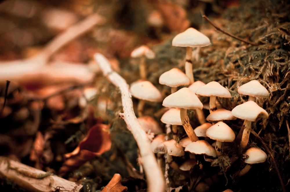 brown mushrooms during daytime