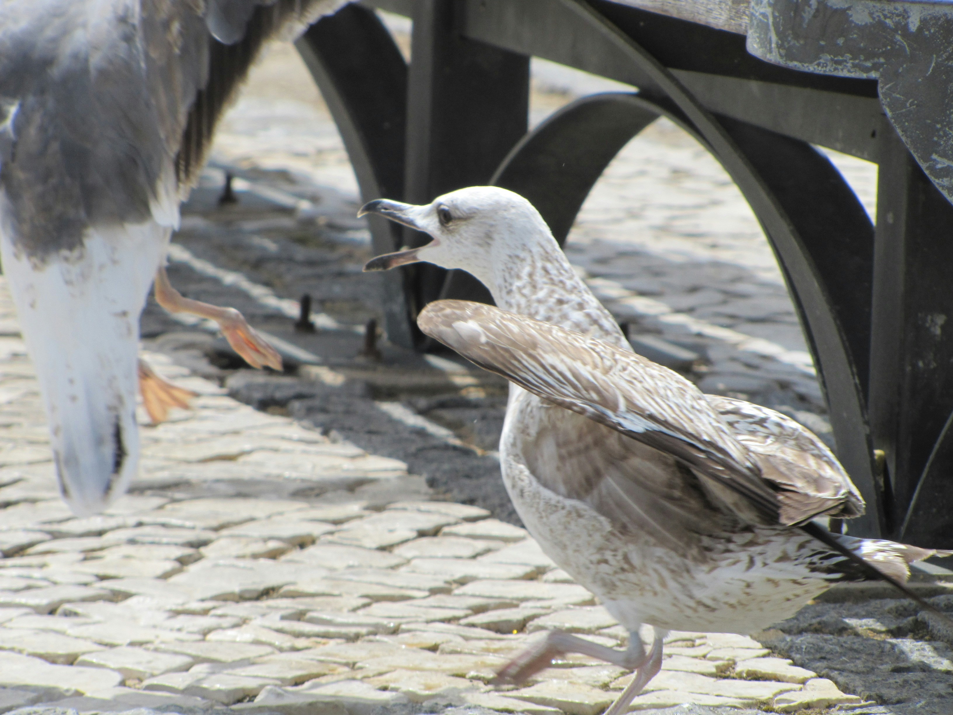 Free Unsplash photo from Veronica Quadu