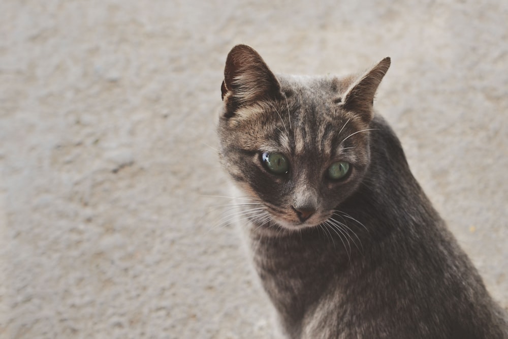 Foto enfocada de un gato atigrado plateado