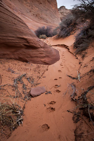 Close-up of rugged desert terrain with footprints leading towards Elephant Rock.